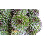 Sempervivum chick charms Â® 'Appletini' / Joubarbe Ã  rosette vert pointes noires