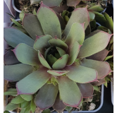 Sempervivum chick charms Â® 'Plum parfait' / Joubarbe Ã  rosette couleur prune