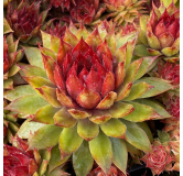 Sempervivum Chick CharmsÂ® Pineapple Paradise / Joubarbe Pineapple Paradise