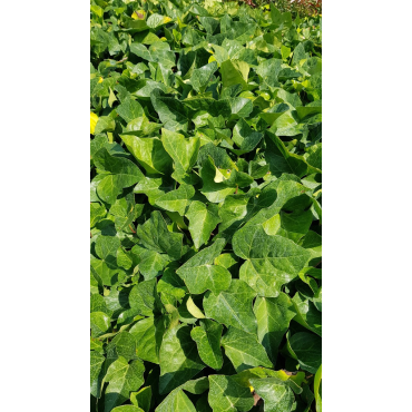 Hedera colchica par 100 / Lierre de Colchide