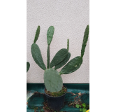 Opuntia lasiacantha 'Blanca Cristalina' / Nopal de Cerro