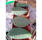 Opuntia lasiacantha 'Blanca Cristalina' / Nopal de Cerro