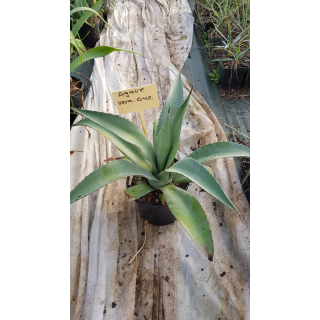 Agave vera-cruz / Agave lurida / Choka bleu