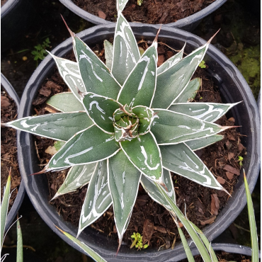 Agave victoriae-reginae 'Huasteca Canyon' / Agave de la reine Victoria / Conteneur de 2 à 2.9 litres