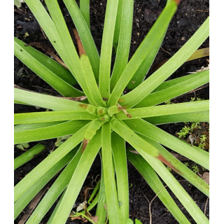 Agave stricta 'Rubra'