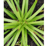 Agave stricta 'Rubra'