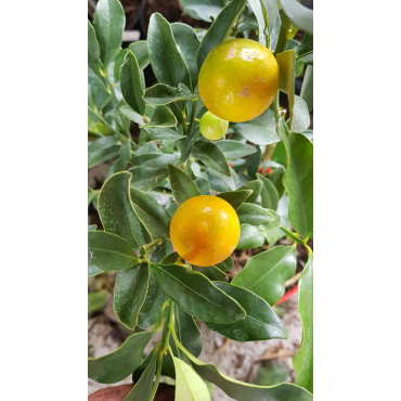 Citrus fortunella 'Meiwa' greffÃ© sur Poncirus trifoliata / Kumquattier rond