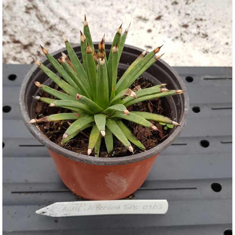 Agave albopilosa 'Tufts' / Agave Ã  poils blancs