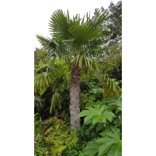 Trachycarpus fortunei / Palmier de Chine