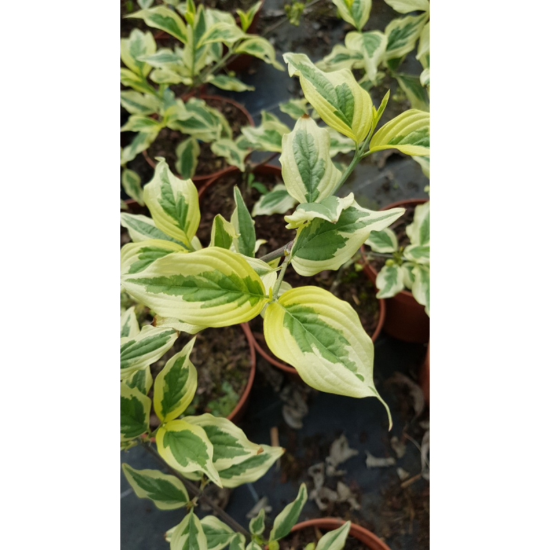 Cornus mas 'Variegata'  / Cornouiller mÃ¢le panachÃ© blanc