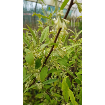 Elaeagnus multiflora / Goumi du Japon Ã  baies rouges