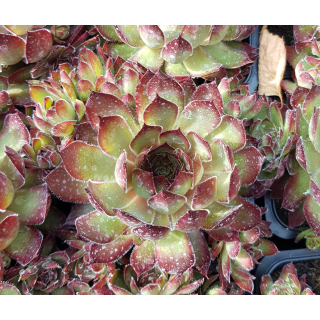 Sempervivum CHICK CHARMSÂ® 'Butterscotch baby' / Joubarbe