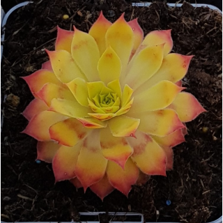 Sempervivum chick charms Â® 'Gold nugget' / Joubarbe Ã  rosette jaune orangÃ©