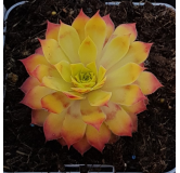 Sempervivum chick charms Â® 'Gold nugget' / Joubarbe Ã  rosette jaune orangÃ©