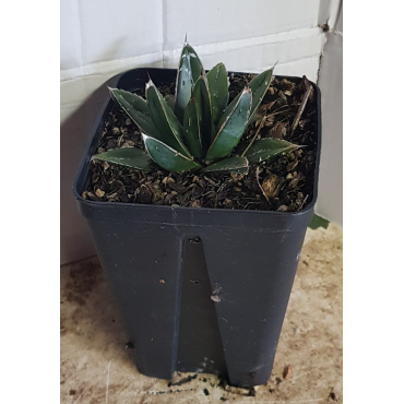 Agave victoriae-reginae subsp. Victoriae-reginae / Agave de la reine Victoria