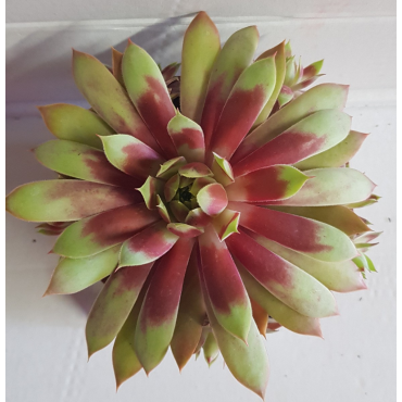 Sempervivum CHICK CHARMSÂ® GIANTS 'Gold Mine'