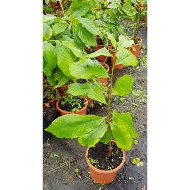 Asimina triloba 'Halvin'/ Asiminier 'Halvin'