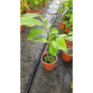 Asimina triloba 'Maria's joy'/ Asiminier 'Maria's joy'