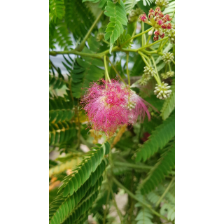 Albizia julibrissin OMBRELLAÂ® 'Boubri' / Arbre Ã  soie Ã  fleurs rose