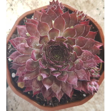 Sempervivum CHICK CHARMSÂ® 'Butterscotch baby' / Joubarbe