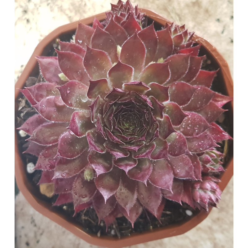 Sempervivum CHICK CHARMSÂ® 'Butterscotch baby' / Joubarbe