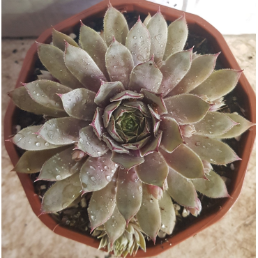 Sempervivum CHICK CHARMSÂ® Grape Galaxyâ„¢