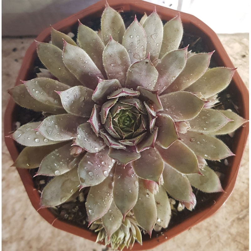 Sempervivum CHICK CHARMSÂ® Grape Galaxyâ„¢