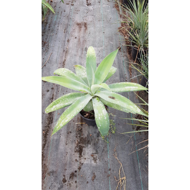 Agave attenuata 'Blue Olivia'  / Agave Ã  cou de cygne bleu