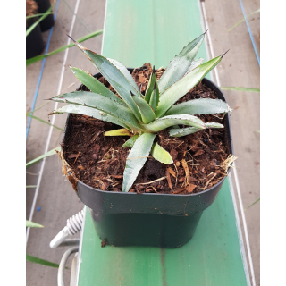 Agave x 'Blue Emperor'