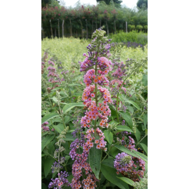 Buddleia davidii 'Bicolore' / Arbre aux papillons