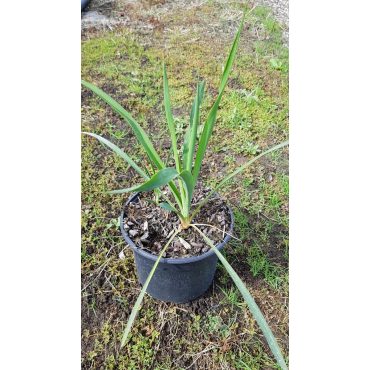 Yucca filamentosa