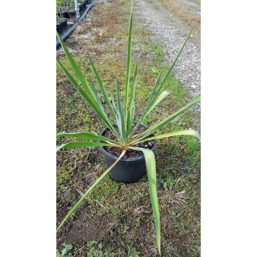 Yucca filamentosa