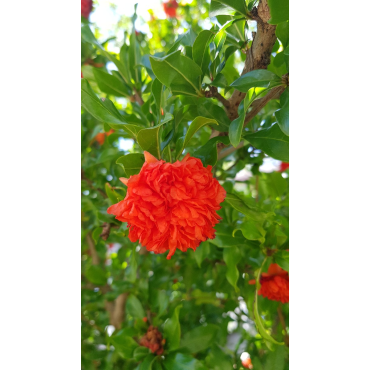 Punica granatum 'Pleniflora' / Grand grenadier Ã  fleurs