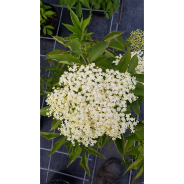 Sambucus nigra 'Haiddegg 17' / Sureau noir Ã  gros fruits 'Haidegg 17'