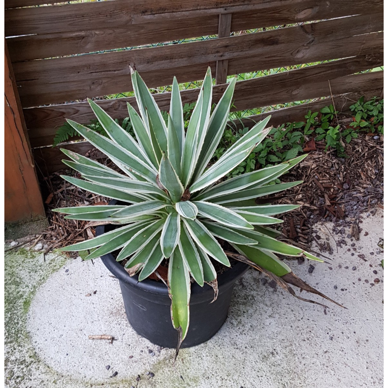 Agave angustifolia 'Marginata'