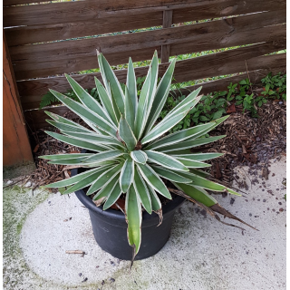 Agave angustifolia 'Marginata'