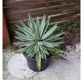 Agave angustifolia 'Marginata'