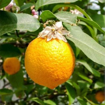 Citrus volkameriana (De Semis) / Citron Volkamer