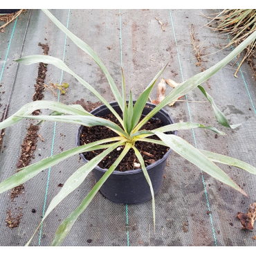 Yucca 'Silver Anniversary'