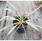 Yucca 'Silver Anniversary'