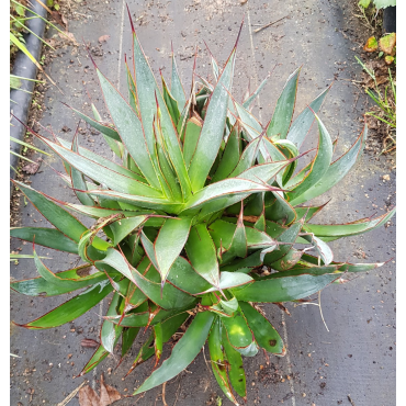 Agave attenuata 'Blue glow' (Multi-TÃªte)