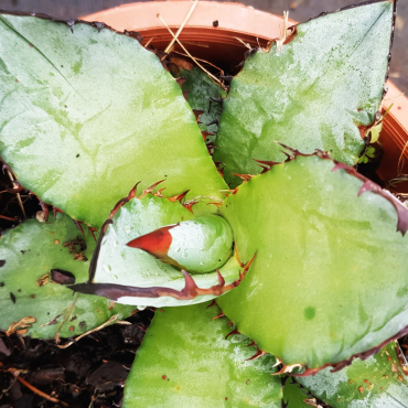 Agave titanota 'Blue'