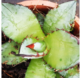 Agave titanota 'Blue'