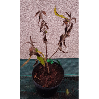 Buddleia globosa / Arbre aux papillons globuleux