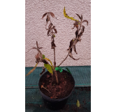 Buddleia globosa / Arbre aux papillons globuleux