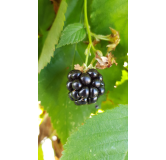 Rubus fruticosus 'Lochness' / Murier 'Lochness' (Sans Ã©pine)