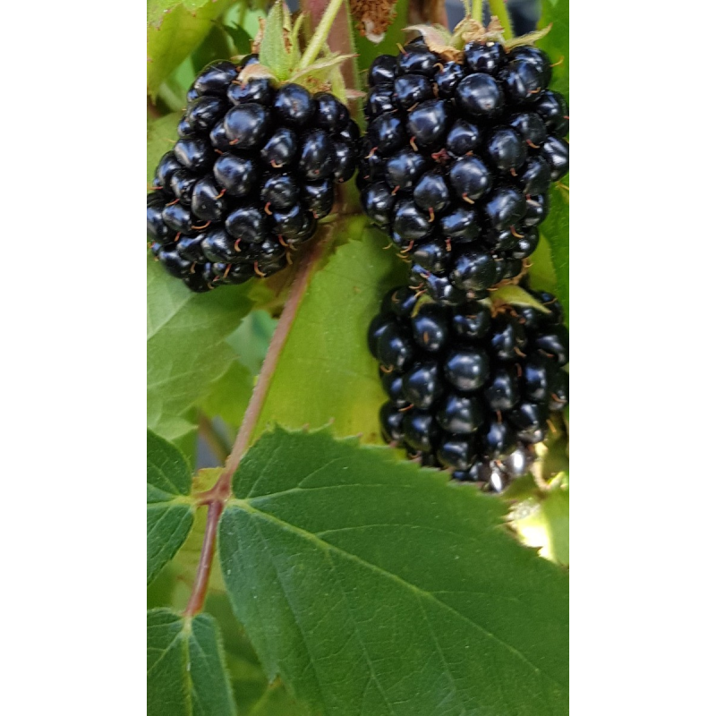 Rubus fruticosus 'Triple Crown' / Murier 'Triple Crown' (Sans Ã©pine)