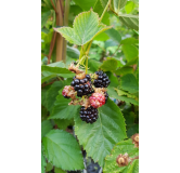 Rubus fruticosus 'Dirksen' / Murier 'Dirksen' (Sans Ã©pine)