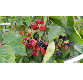 Rubus fruticosus 'Oregon' / Murier 'Oregon' (Sans Ã©pine)