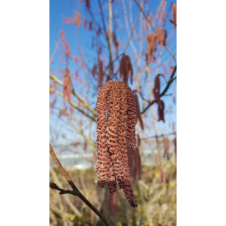 Corylus maxima 'Purpurea' / Noisetier pourpre